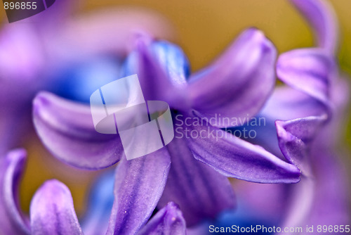 Image of Flowers in the Garden, Italy