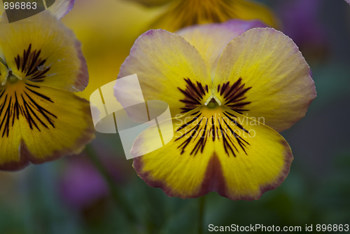 Image of Daisy Flowers in a Garden