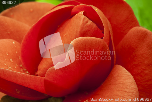 Image of Red Camelia, Italy