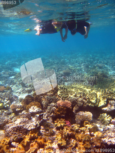 Image of Underwater Scene of Great Barrier Reef