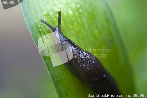 Image of Slug in the Grass, Italy