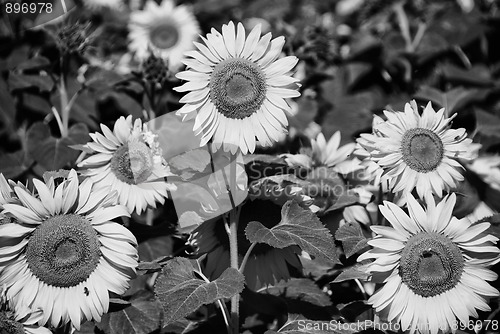 Image of Sunflowers Field, Tuscany, July 2007