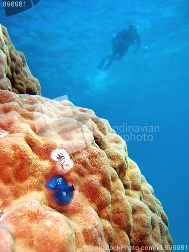 Image of Underwater Scene of Great Barrier Reef