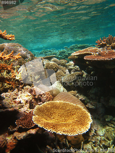 Image of Underwater Scene of Great Barrier Reef