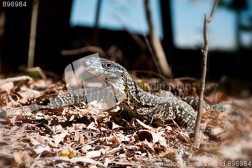 Image of Monitor Lizard in the Whitsundays