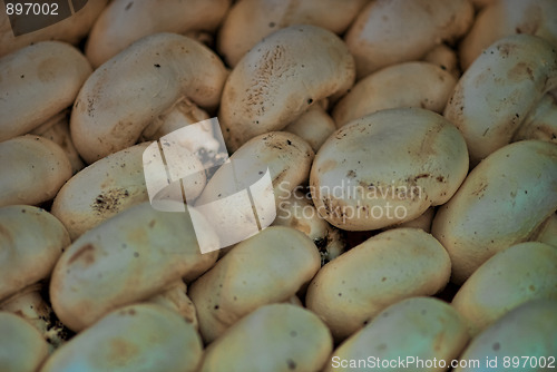 Image of White Mushrooms