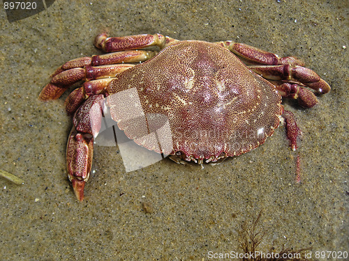 Image of Crab in Aquinnah Beach