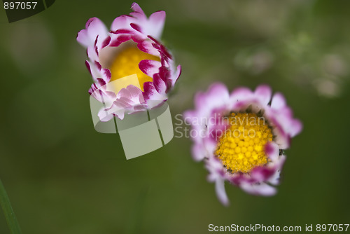 Image of Daisy Flowers in a Garden