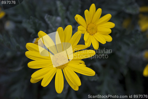 Image of Daisy Flowers in a Garden