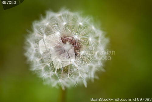 Image of Taraxacum Flower, Italy