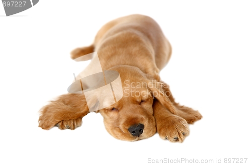 Image of English Cocker Spaniel Baby Dog