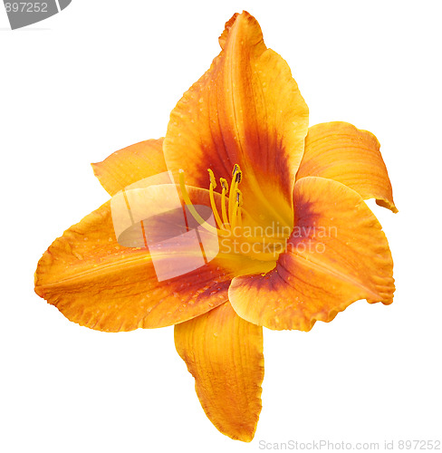 Image of Orange Lily