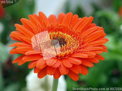 Image of Large Orange Gerbera Daisy 