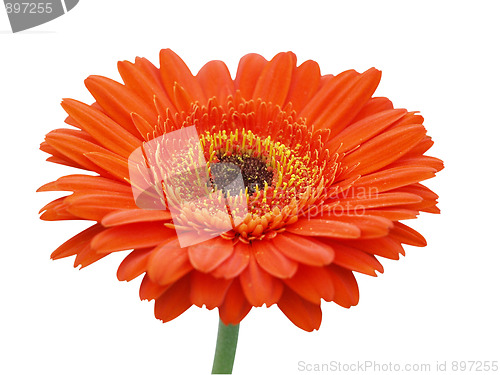 Image of Large Orange Gerbera Daisy 