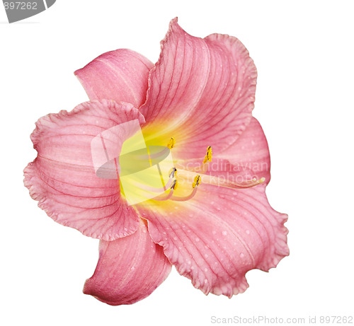 Image of Pink Lily