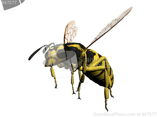 Image of Wasp