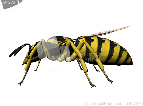 Image of Wasp