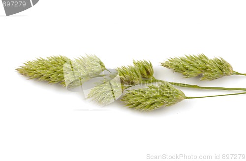 Image of Grass