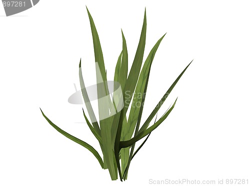 Image of Grass
