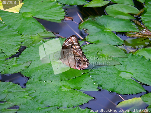 Image of Butterfly