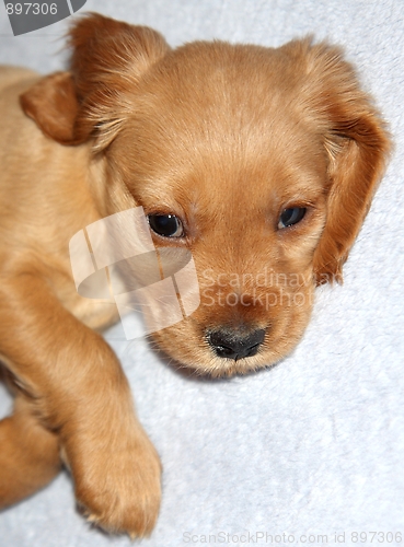 Image of English Cocker Spaniel puppy