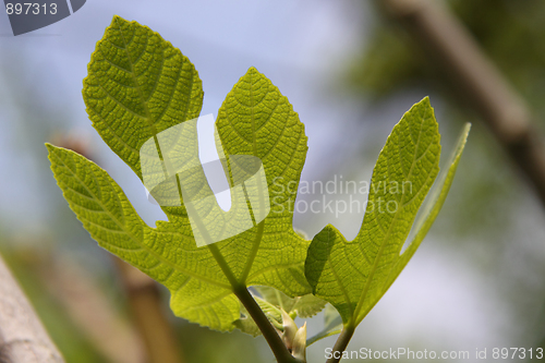 Image of Fig-leaf