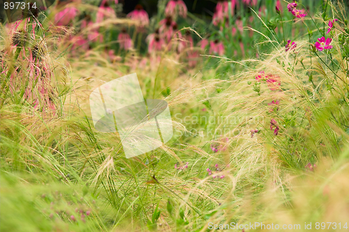 Image of Grass