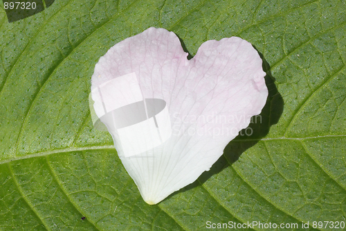 Image of Petal of love