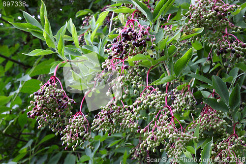 Image of Wild Elderberry, Sambucus Nigra