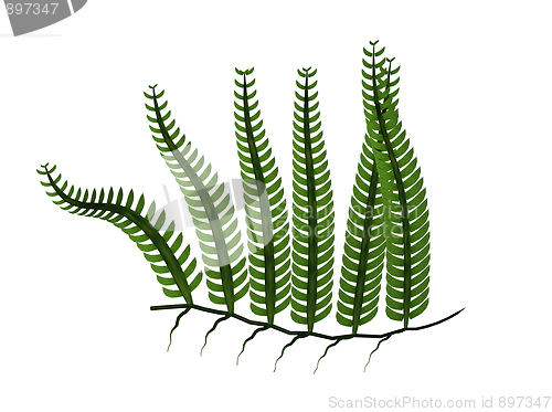 Image of Acetebularia