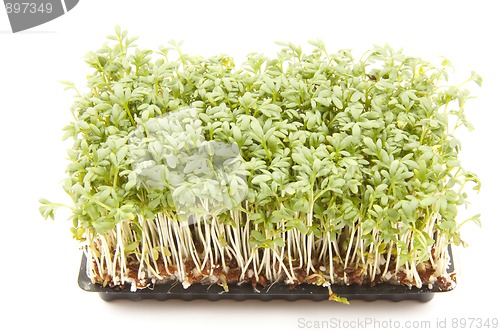 Image of Cress