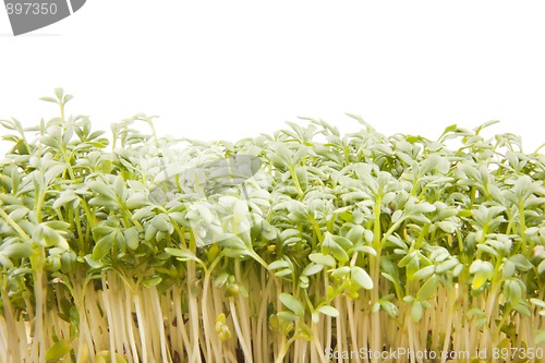 Image of Cress