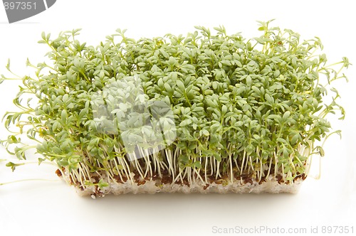 Image of Cress