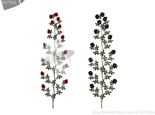 Image of Red and black rose