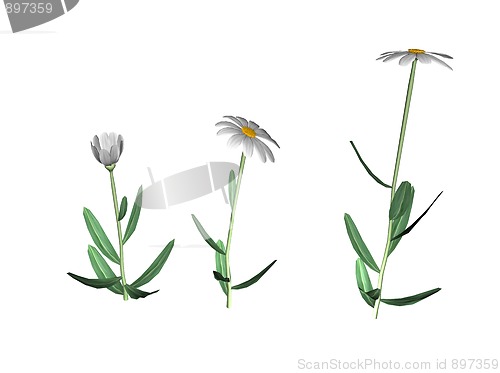 Image of Daisy