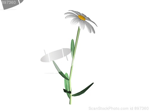 Image of Daisy