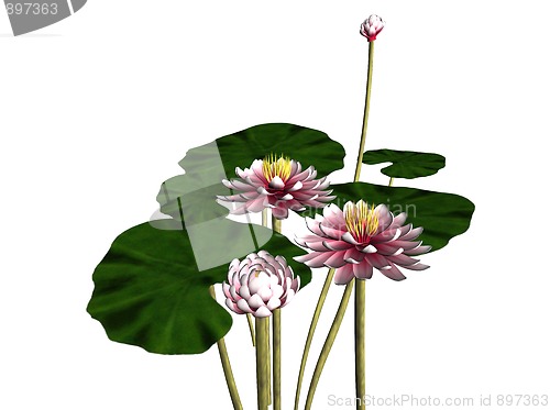 Image of Waterlily