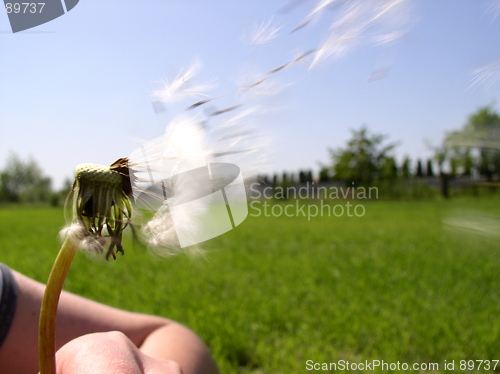 Image of Blow on the Dandelion