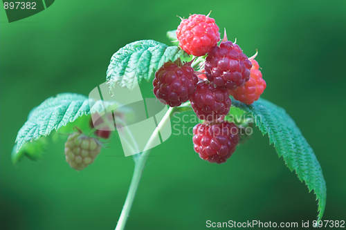 Image of Raspberries