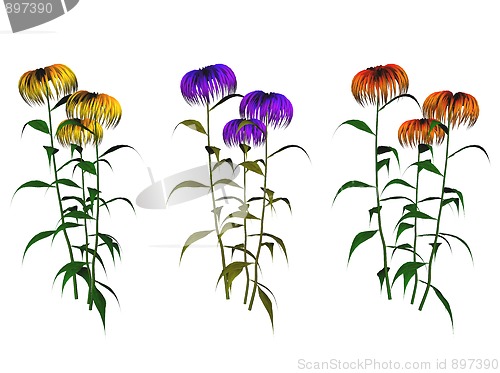 Image of Plants
