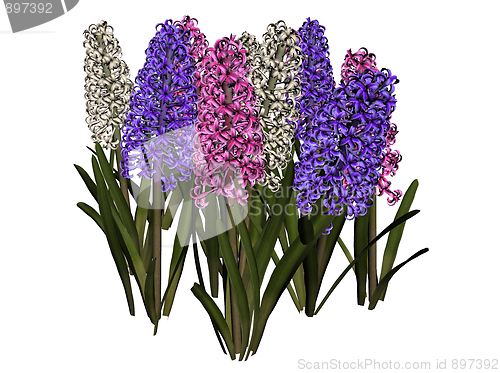 Image of Hyacinth