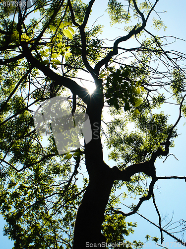 Image of tree in the sun