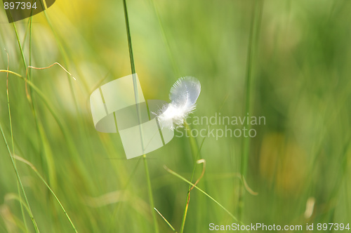 Image of Feather