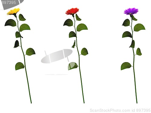 Image of Plants
