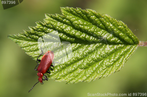 Image of Pyrrhidium sanguineum