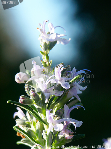 Image of Rosemary