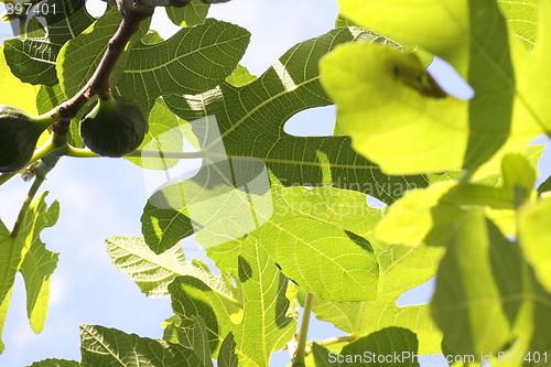 Image of Fig-leaves