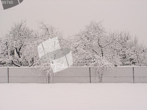 Image of snow trees