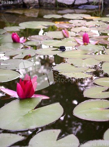 Image of Water lily