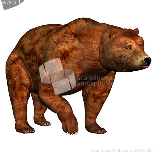 Image of Bear